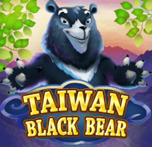 Taiwan Black Bear KA gaming xo เครดิตฟรี slotxo119