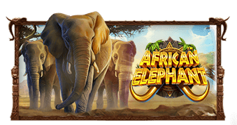 African Elephant PRAGMATIC PLAY SLOTXO